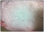 プレミアムブラックシャンプ−の泡は白